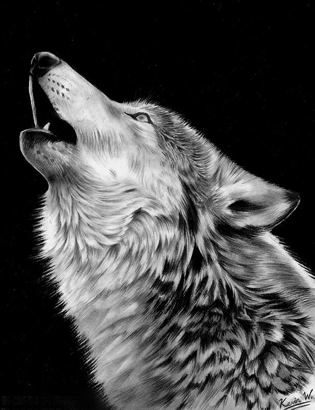 Эскиз татуировки воющий волк