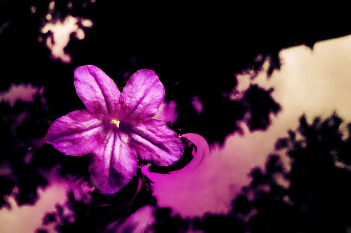 Эскиз тату фиолетовый цветок
